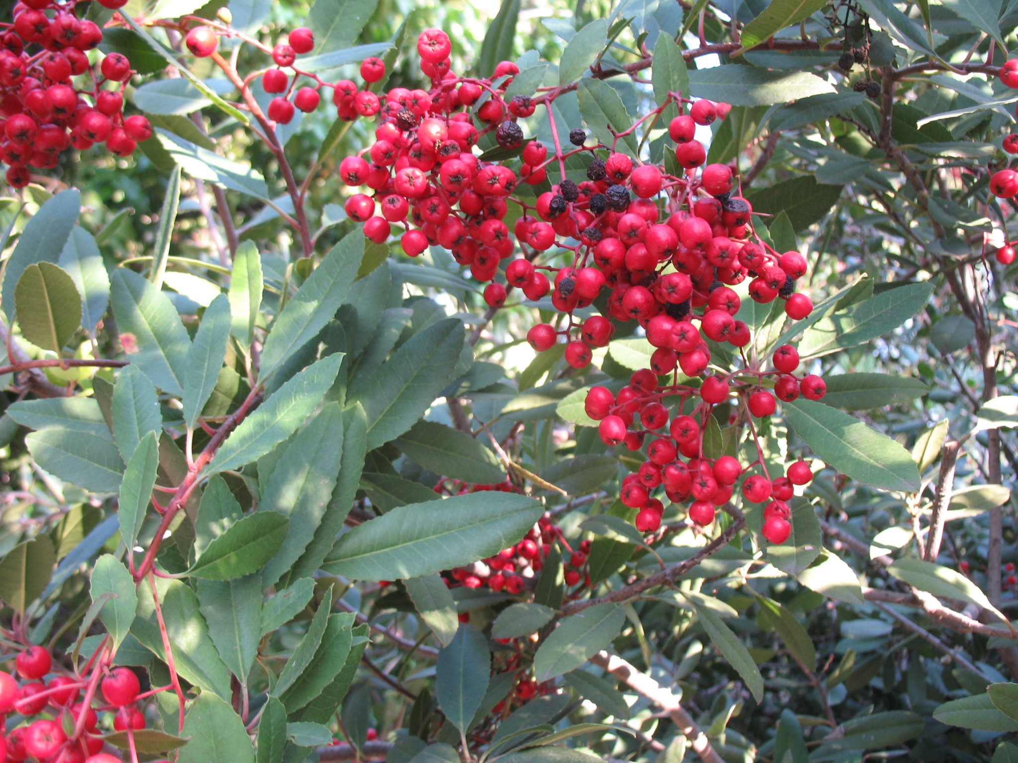 Online Plant Guide Heteromeles arbutifolia / Toyon, Christmas Berry